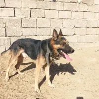 ژرمن فروشی|سگ|کرمان, |دیوار