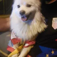 سگ خانگی اصل  آموزش دیده باهوش|سگ|میاندوآب, |دیوار