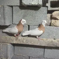 طوقی سپیدان