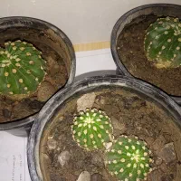 انواع گل|گل و گیاه طبیعی|فیرورق, |دیوار