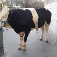 قصاب گاو ذبح دام سلاخ گوسفند درتهران و حومه