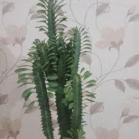 گل اف‌بی‌آی سبزوقرمز|گل و گیاه طبیعی|قزوین, |دیوار