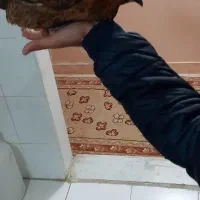 مرغ مینیاتوری|حیوانات مزرعه|گرگان, |دیوار