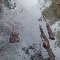 خرید و اخذ انواع چوب آلات جنگلی و باغی|خدمات باغبانی و درختکاری|کلاچای, |دیوار