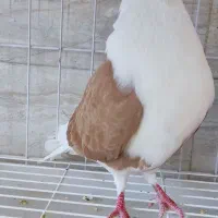 دوکت زرد|پرنده|اندیمشک, |دیوار