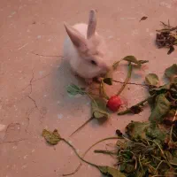 خرگوش باهوش