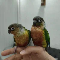 جفت گرینچیک دستی|پرنده|شهریار, شهرک وائین|دیوار