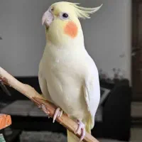 طوطی عروس هلندی اسینم