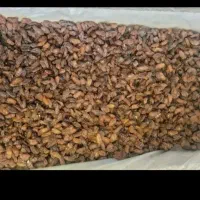 مویز،کشمش و شیره انگور شیره کشمش|خوردنی و آشامیدنی|یزد, |دیوار