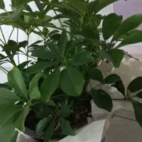 گل شفلرا سر حال و شاداب|گل و گیاه طبیعی|بجنورد, |دیوار