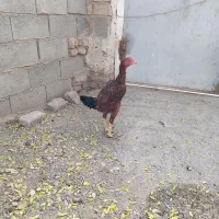 جوجه مرغ و خروس لاری ۶ماه|حیوانات مزرعه|تربت جام, میان جام|دیوار