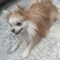 سگ پامر ماده همراه تمام وسایل|سگ|پاکدشت, پاکدشت (مامازند)|دیوار