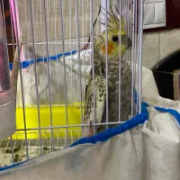 عروس هلندی|پرنده|رشت, حمیدیان|دیوار