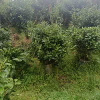 فروش یاس هلندی