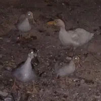 ۴عددجوجه اردک باهم ۸۰۰