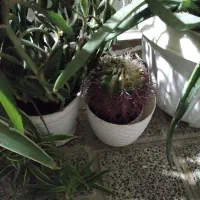 گل طبیعی|گل و گیاه طبیعی|اسلام‌شهر, زرافشان|دیوار