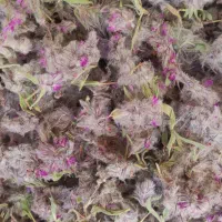 چایی کوهی(کل گربه)
