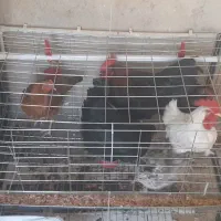 قفس مرغ به همراه مرغ