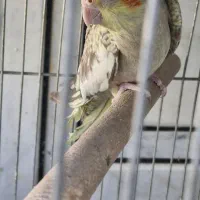 عروس هلندی مولد|پرنده|خمینیشهر, |دیوار