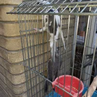 عروس هلندی ۲ماهه مرغ عشق کارداده