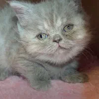 بریتیش بلو کیفیت بالا|گربه|رشت, لاکانی|دیوار