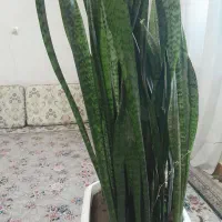 گل سانسوریا|گل و گیاه طبیعی|شباب, |دیوار