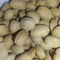 بادام تلخ پر مغز