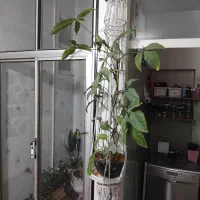 گل طبیعی|گل و گیاه طبیعی|کرج, کوی کارمندان جنوبی|دیوار