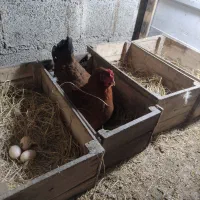 مرغ کرچ محلی