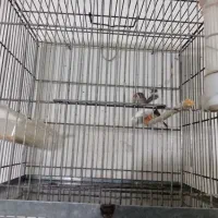 یک جفت فنچ به همراه قفس