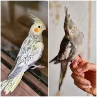 جوجه عروس هلندی دستی