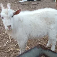 نربز دو رگه تک‌شاد، بزغاله نر سانن و خلبانی فروشی