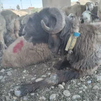 بره ترکی