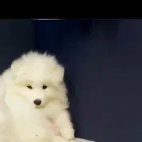 سامویید ۲ماهه|سگ|قم, بکایی|دیوار