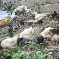 جوجهای یک ماهه گلپایگان اصل زیر مرغ