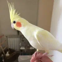 عروس هلندی معاوضه با قناری ماده