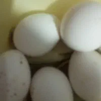 تخم بوغلمون نطفه دار