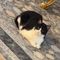 گربه ماده تاکسیدو ۵ساله خارجی و شنامش هم خارجی