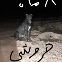 وگذار توله افغان نژاد خالص|سگ|جنگل, |دیوار