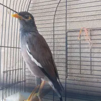 فروش یا معاوضه با طوطی