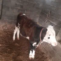 گاو شیری باگوساله