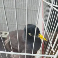 مینای افقانی