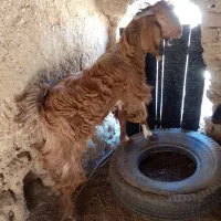 پاچن دورگ|حیوانات مزرعه|سراوان, |دیوار