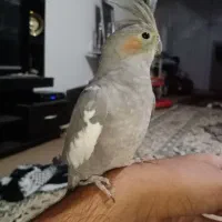 عروس هلندی ناز|پرنده|مشهد, کوی دروی|دیوار