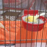 قناری خوشگل و خوش خوان