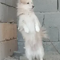 سگ پاکوتاه بازیگوش پاپی