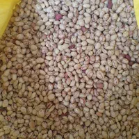 فروش انواع حبوبات به صورت عمده.