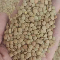 حبوبات لوبیا چیتی عدس ونخود برنج چای باقیمت مناسب|خوردنی و آشامیدنی|اهواز, نادری|دیوار