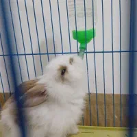 خرگوش گمشده|حیوانات|دورود, |دیوار