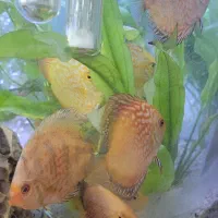 ماهی آکواریوم دیسکس
